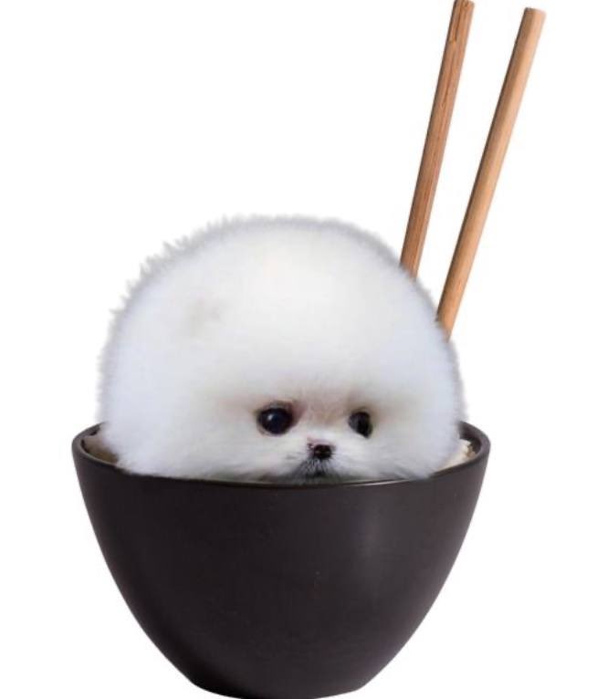 <a href="/blknoiz06/">Ansem</a> Bro you need a $boll of rice with that?

Come get some at the <a href="/bollmarket/">boll</a> 🤝🏐