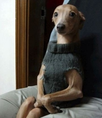 Arturo cuando vuelva del paseo y la gente se haya vuelto a duplicar:

#GranHermano #GranFuria