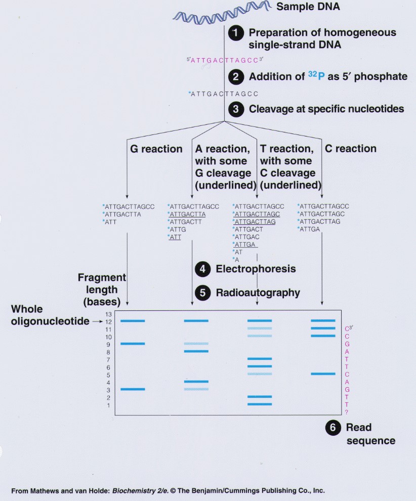 SCIENCEVIVID2's tweet photo. Maxam-Gilbert sequencing is a DNA sequencing technology invented by Allan Maxam and Walter Gilbert in the late 1970s. It was one of the first ways of sequencing DNA, preceding the more frequently used Sanger method.
https://t.co/hlTYUbyciA
#Sciencevivid #DNAsequencing https://t.co/ktQAWjr03z