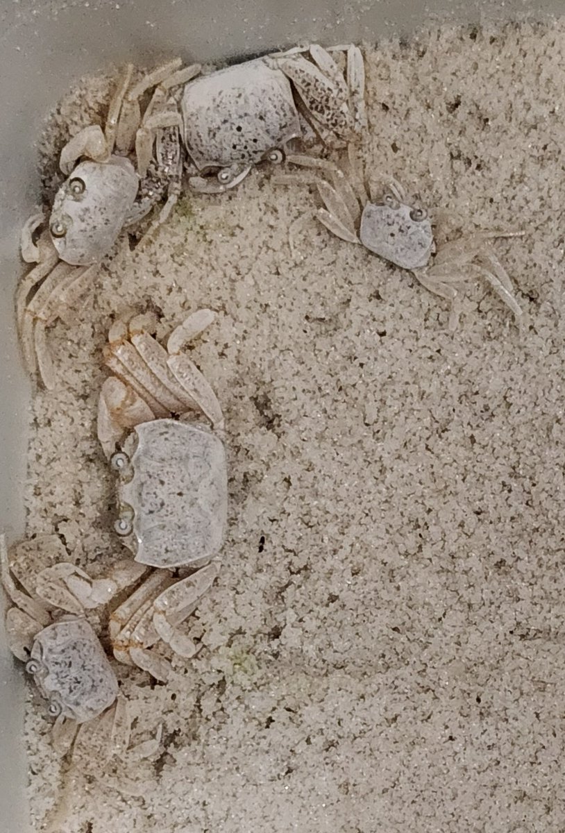 smore4672's tweet photo. Navarre Beach at night: the hunters steel themselves to seek the ghost crab among the dunes.

As in former days, we stalked it with flashlight and net, mammal vs. invertebrate.

Caught after laudable chase, our quarry was released. An uneasy truce reigns until next time. https://t.co/JwQE1tTGsy