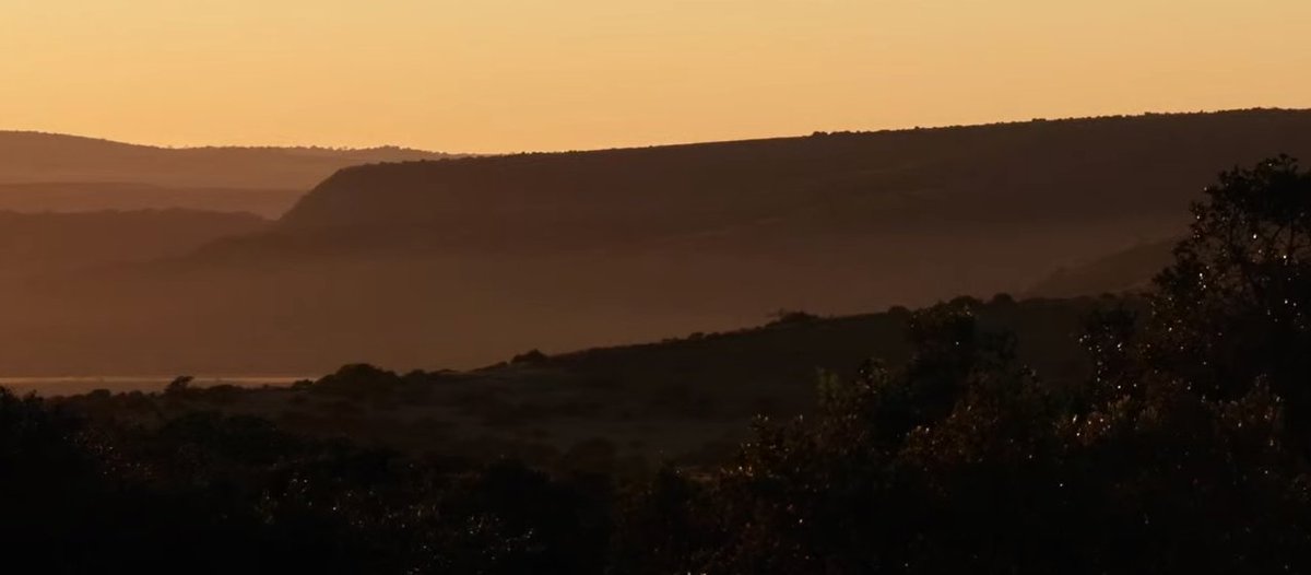 After 17 years of viewing I'm starting to peel away from <a href="/WildEarth/">WildEarth</a> #WildEarth.  I utter and complete respect for the guides and animals; my decision isn't on them at all ♥️