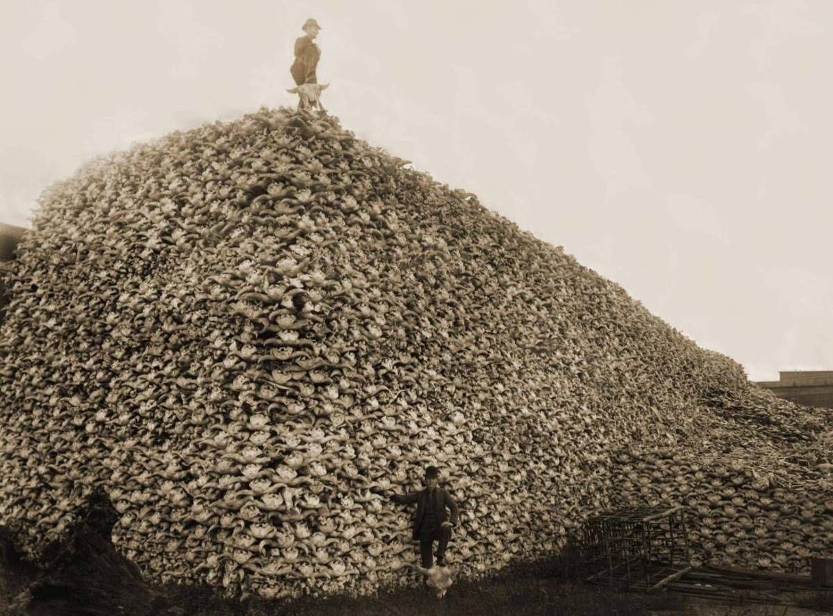 LakotaMan1's tweet image. So, in just 50 years, between 1830 to 1880, the U.S. slaughtered 40 million bison. 

It was to subjugate the plains Natives who relied on them for food, clothing and shelter. 

Should this heartbreaking historical FACT be taught public schools? 💔