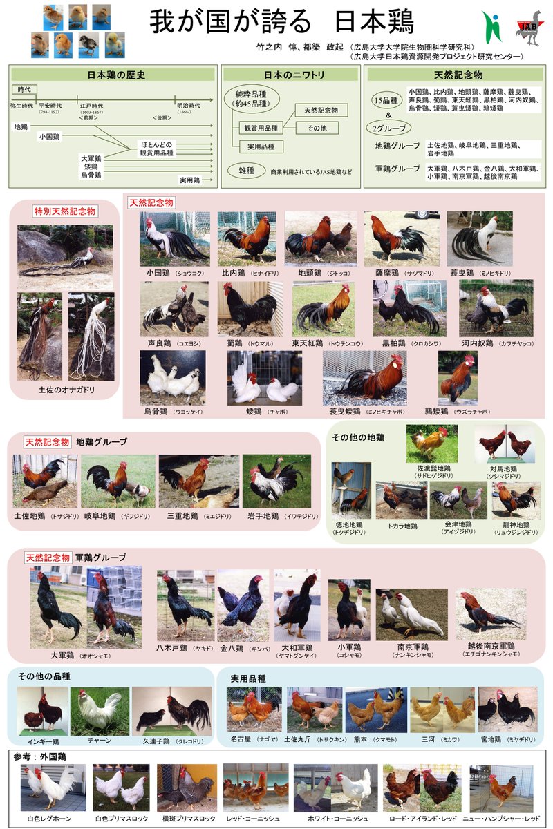 6月に入ってから、多くの飲食店の料理人の方々が「東広島こい地鶏」に興味を持ってくださり、生産現場へお越し頂いております。忙しい日々ですが、大変うれしく思います。
地鶏を通して、「日本鶏」のことを知って頂けますと幸いです。