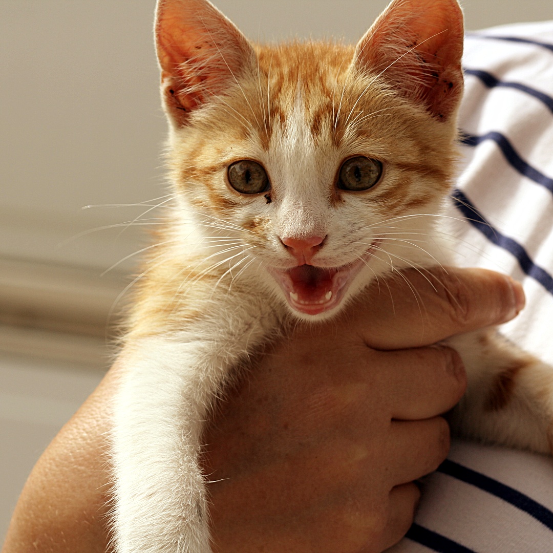 Dobar vam JutroDan, moja Ekipa 😺🍀🐈🌦️⛈️☕️

Valja pričuvati malog nestašnog bar dok prođe kiša... 

Ugodan vam utorak želim