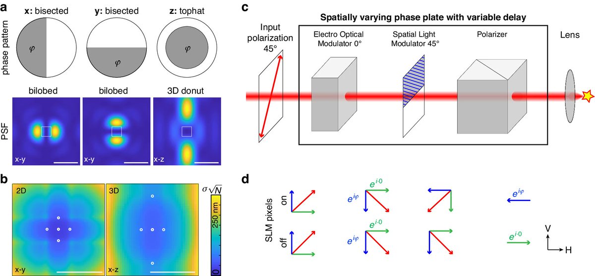 #LSA_Highlight: [Article] Simple and robust 3D MINFLUX excitation with a variable phase plate. <a href="/embl/">EMBL</a> <a href="/univienna/">Universität Wien</a> <a href="/MaxPerutzLabs/">Max Perutz Labs Vienna</a> #Optoelectronic_devices_and_components #Super_resolution_microscopy
nature.com/articles/s4137…
