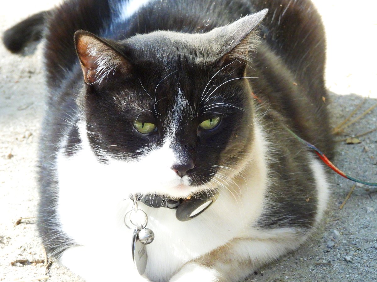 Tibbles the Cat tweet media