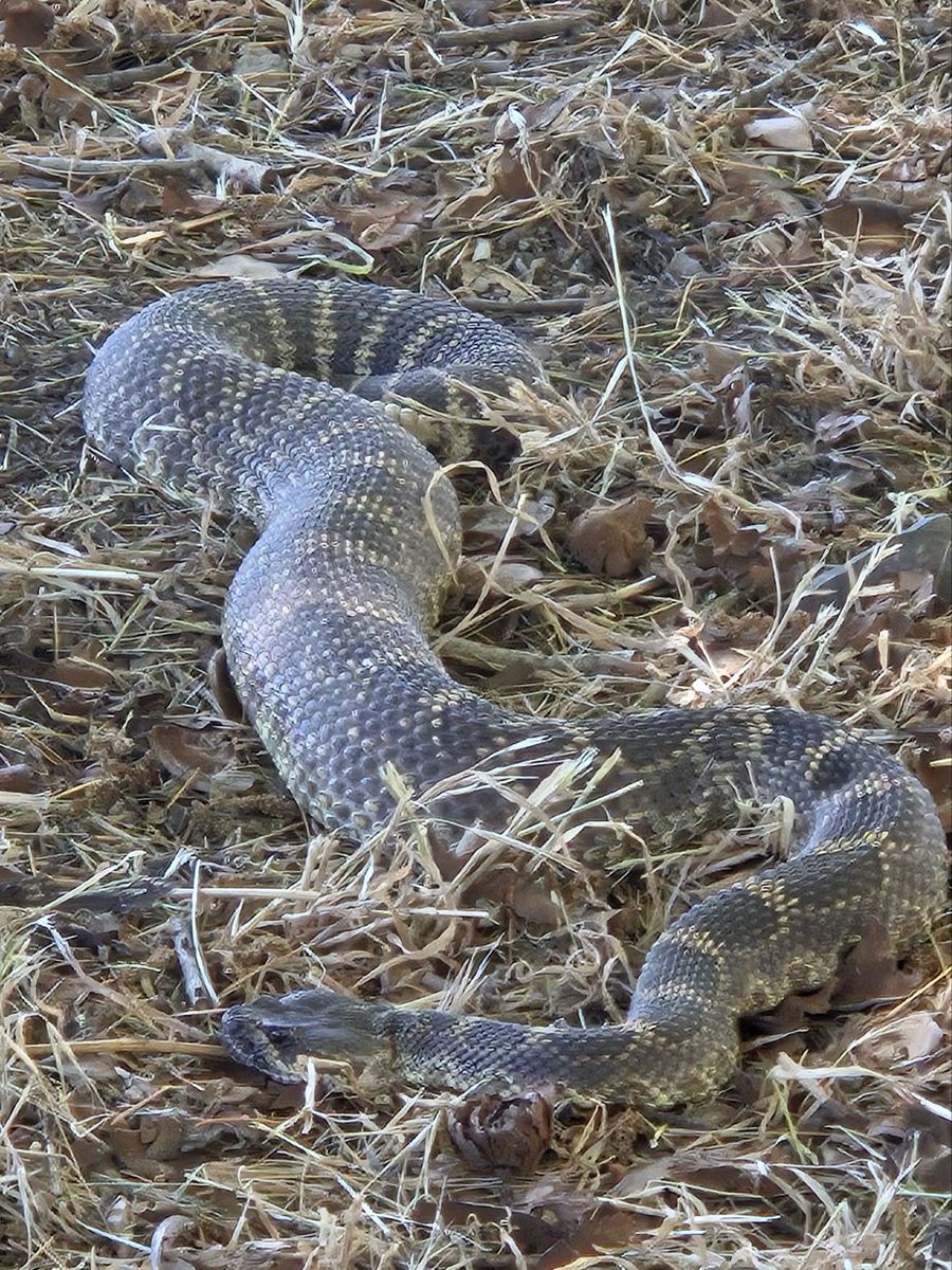 Central Coast Snake Services tweet media