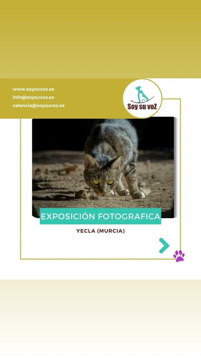 soysuvozyecla tweet media