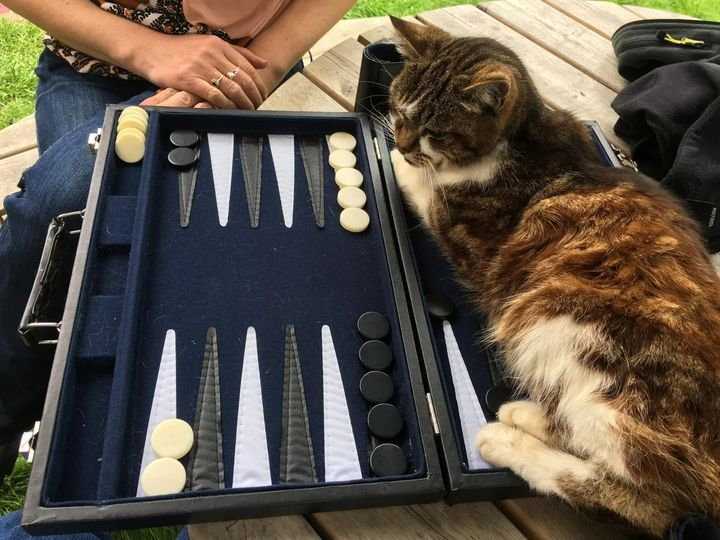 backgammonbuddy's tweet image. One of those days... 

#catsofbackgammon  photo credit: davidjmemmett