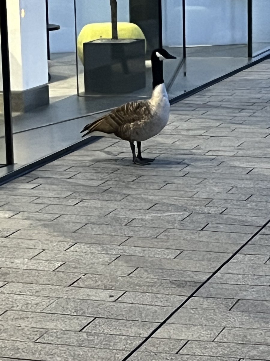 Early morning commuter in London 🦆 😁