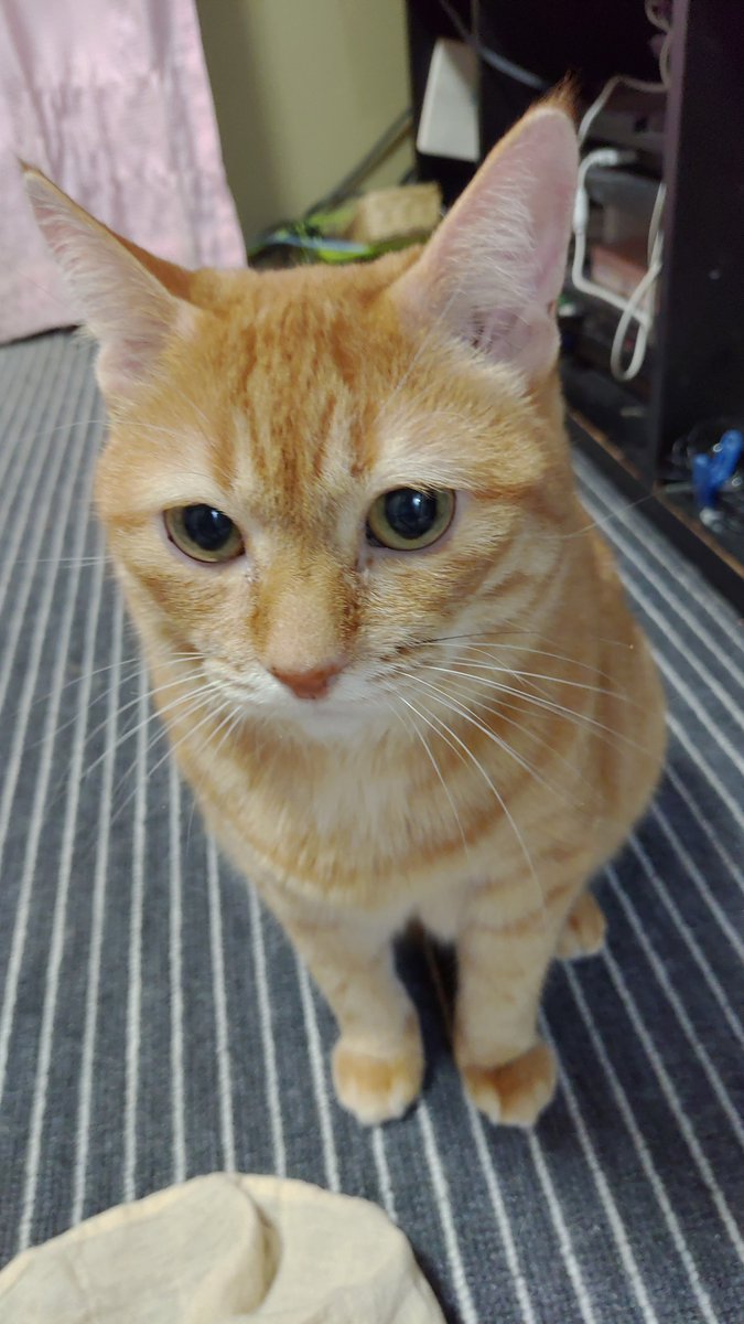 ニャニャ吉。 (@nyanya0423) / Posts / X