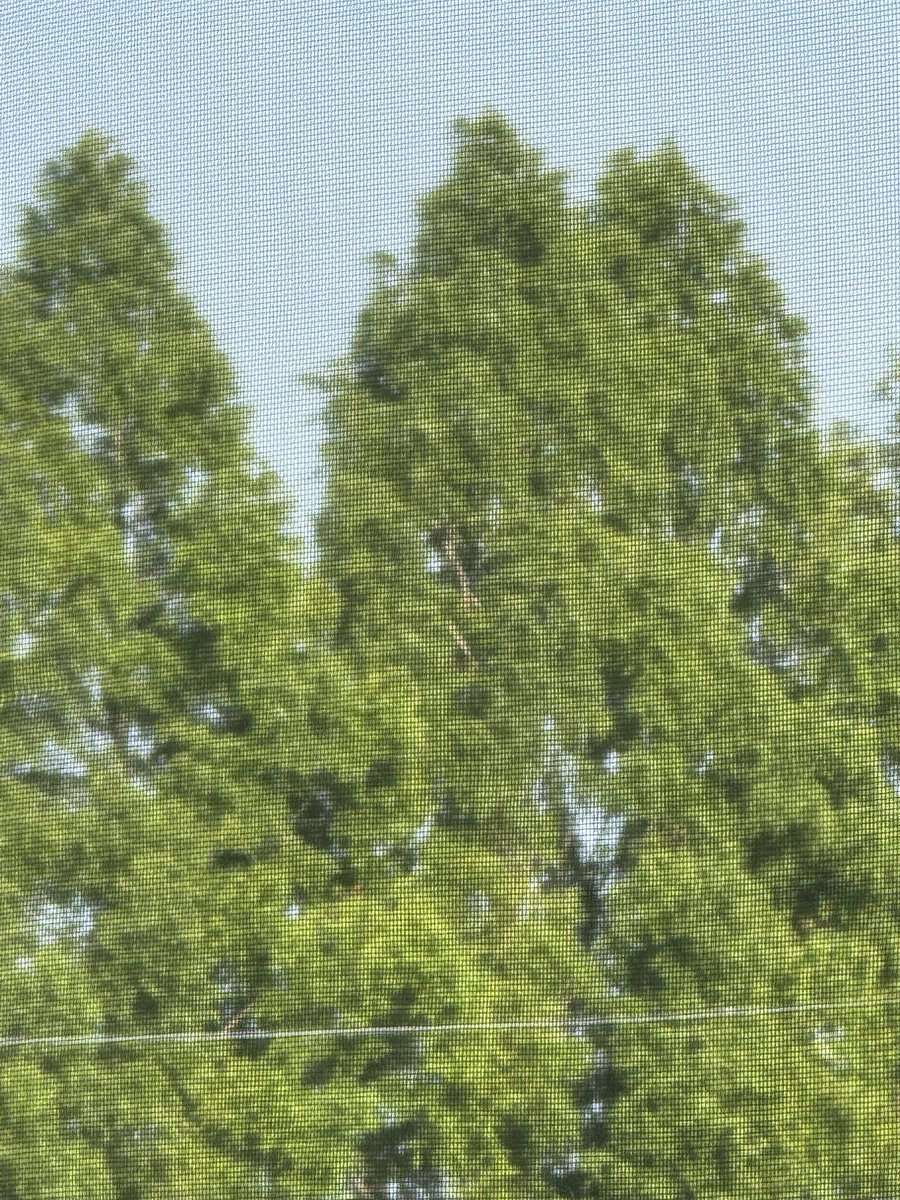 책 읽다 일어나서 창문 열엇는데 완전 여름이야아아앙아ㅏ앙아아아 🥹 녹색과 책 아주 조아