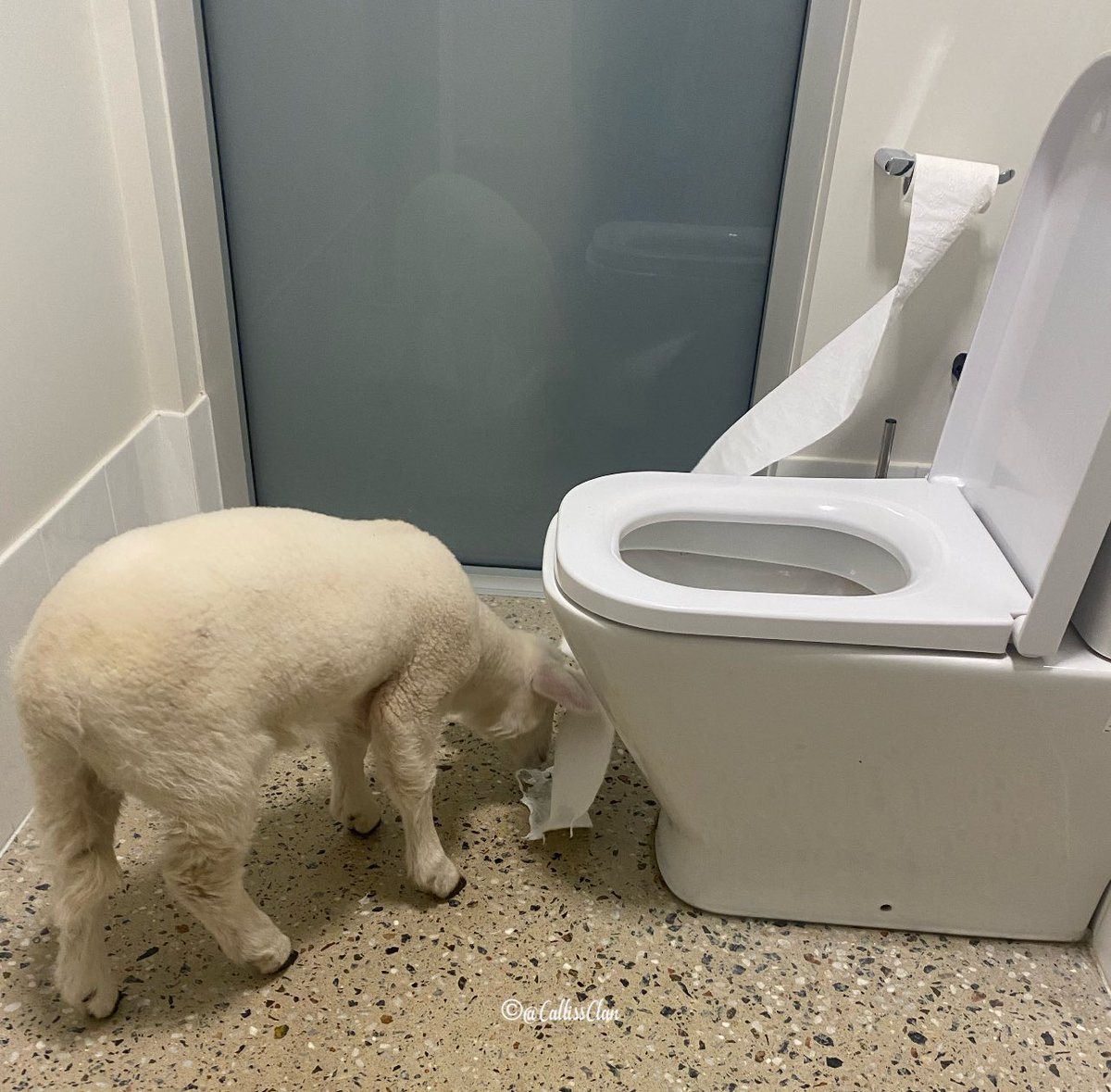 CallissClan's tweet photo. It’s not just puppies that find the toilet roll irresistible - baby #June was a serial offender #JuneJune https://t.co/KVSOzq8g4a