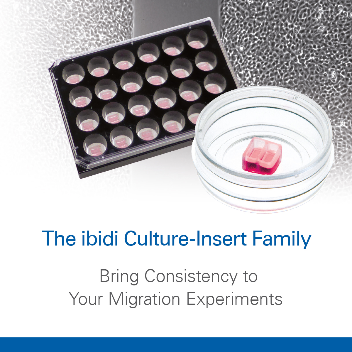 ibidiCells's tweet photo. 🤔 Need a reliable solution for wound healing and #migration assays?
#ibidi Culture-Inserts offer complete solutions, defined cell-free gaps, and #scalability
🫴 Get free samples https://t.co/fCm04W7sxF
#WoundHealing #CellMigration #LabTools #innovation #Biotech #technology https://t.co/YOdW2l2HlL