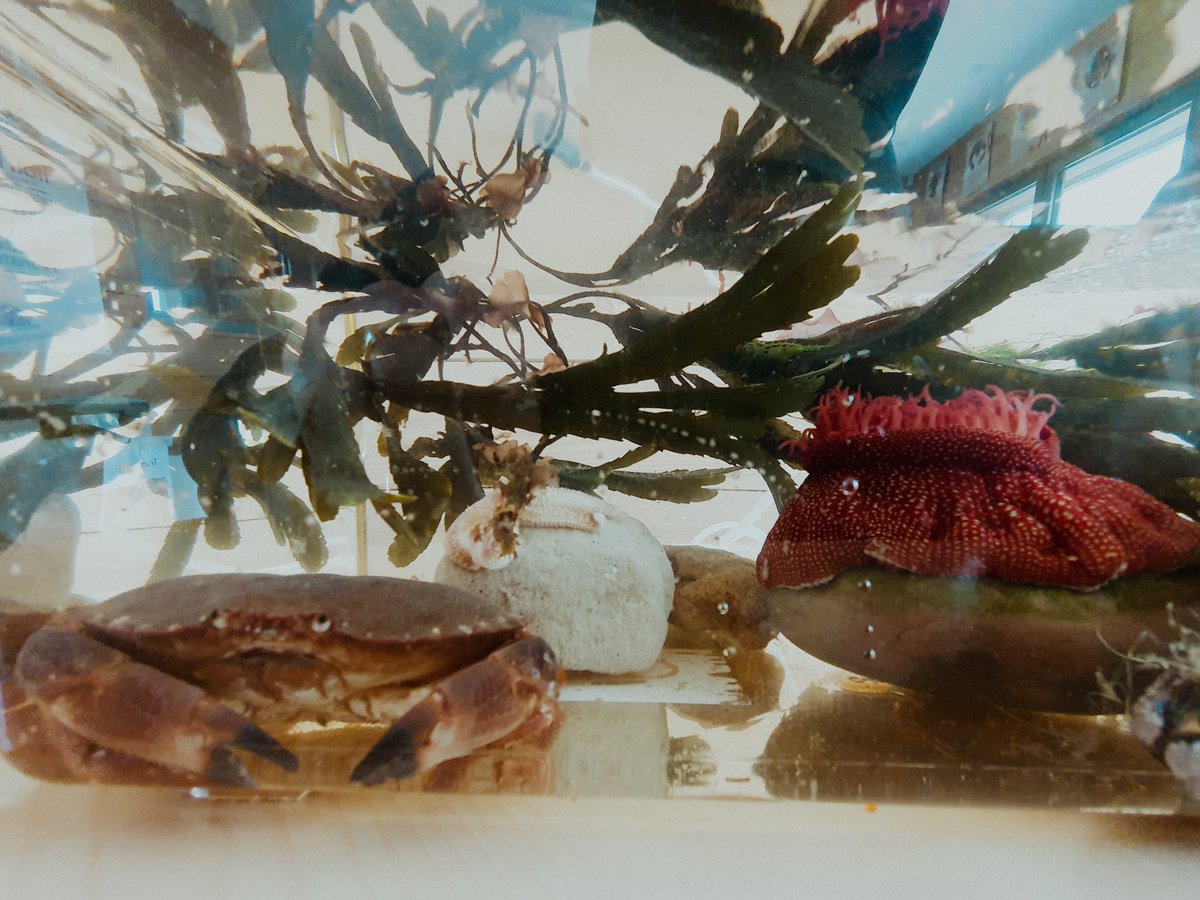 ap3489's tweet image. Exciting to be on day 2 of the @SideshoreEx Sea Safety Fortnight running the @UniofExeter @ExeterMarine Environment workshop. 

Indoor rockpooling, a ballpit feeding experiment, and becoming ocean heros with primary kids!

#SciComm #STEM #BlueFuture #EducationMatters