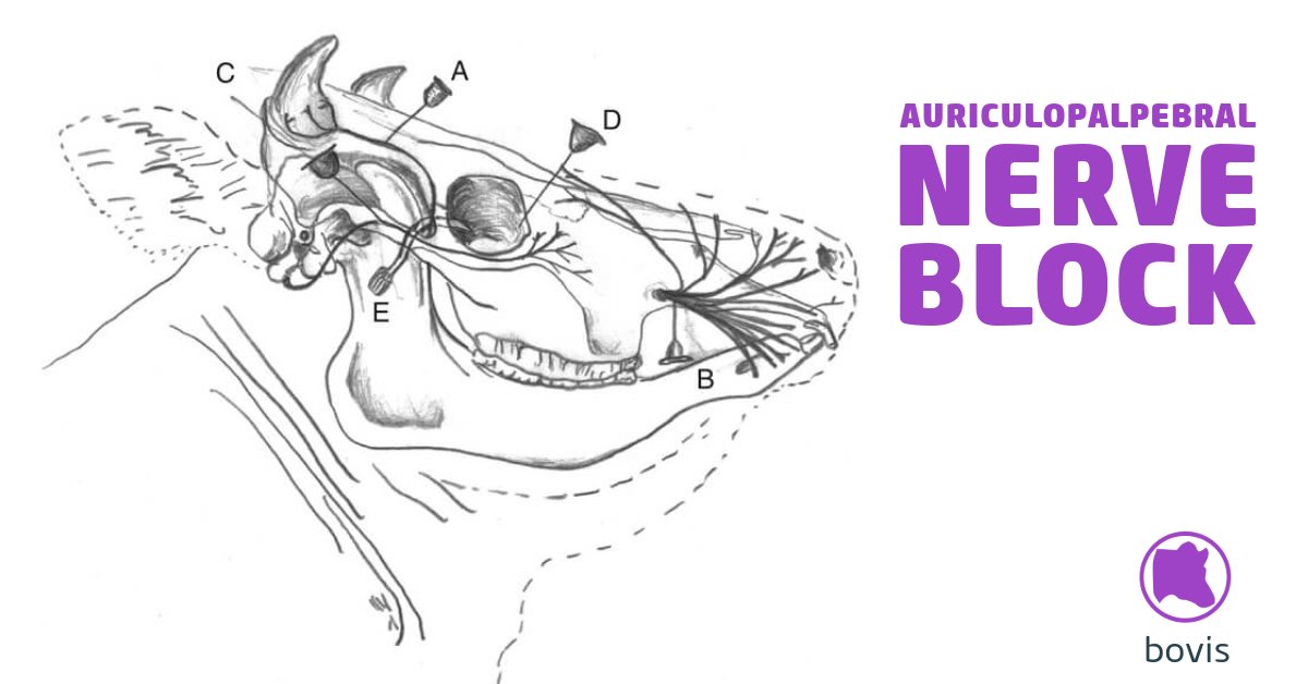 The auriculopalpebral nerve block is useful when trying to examine painful eyes or to control eyelid movement during minor surgical procedures. 

Find out how to perform an auriculopalpebral block with this #vetlexiconbovis article.

bit.ly/4eaaIhL