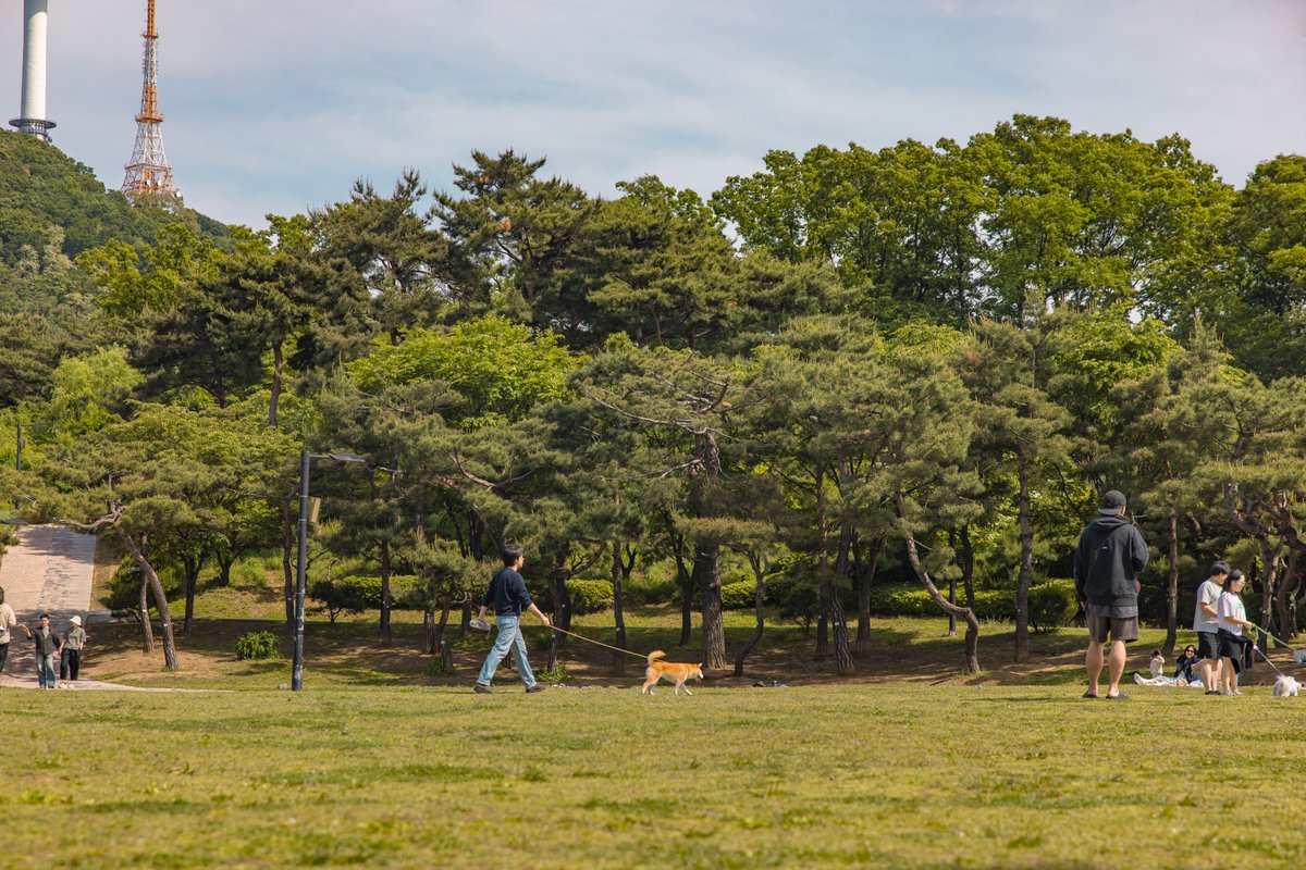 ไปถ่ายคู่โซลทาวเวอร์ ที่ Namsan Park🗼กัน ตามรอย Itaewon Class พักแซรอย ชอบมาเดินที่นี่ อยู่ใกล้สถานี Hoehyeon Exit 4 เดิน 10 นาทีถึง ด้านบนจะเป็นแพ็กบอมสแควร์ มานั่งปิกนิกได้นะ ควรมาหลังตอนเที่ยงนะไม่งั้นถ่ายแล้วมันจะย้อนแสงนะจ้ะ🌞 #รีวิวเกาหลี <a href="/Review_korea/">รีวิวเกาหลี</a> #รีวิวโซล