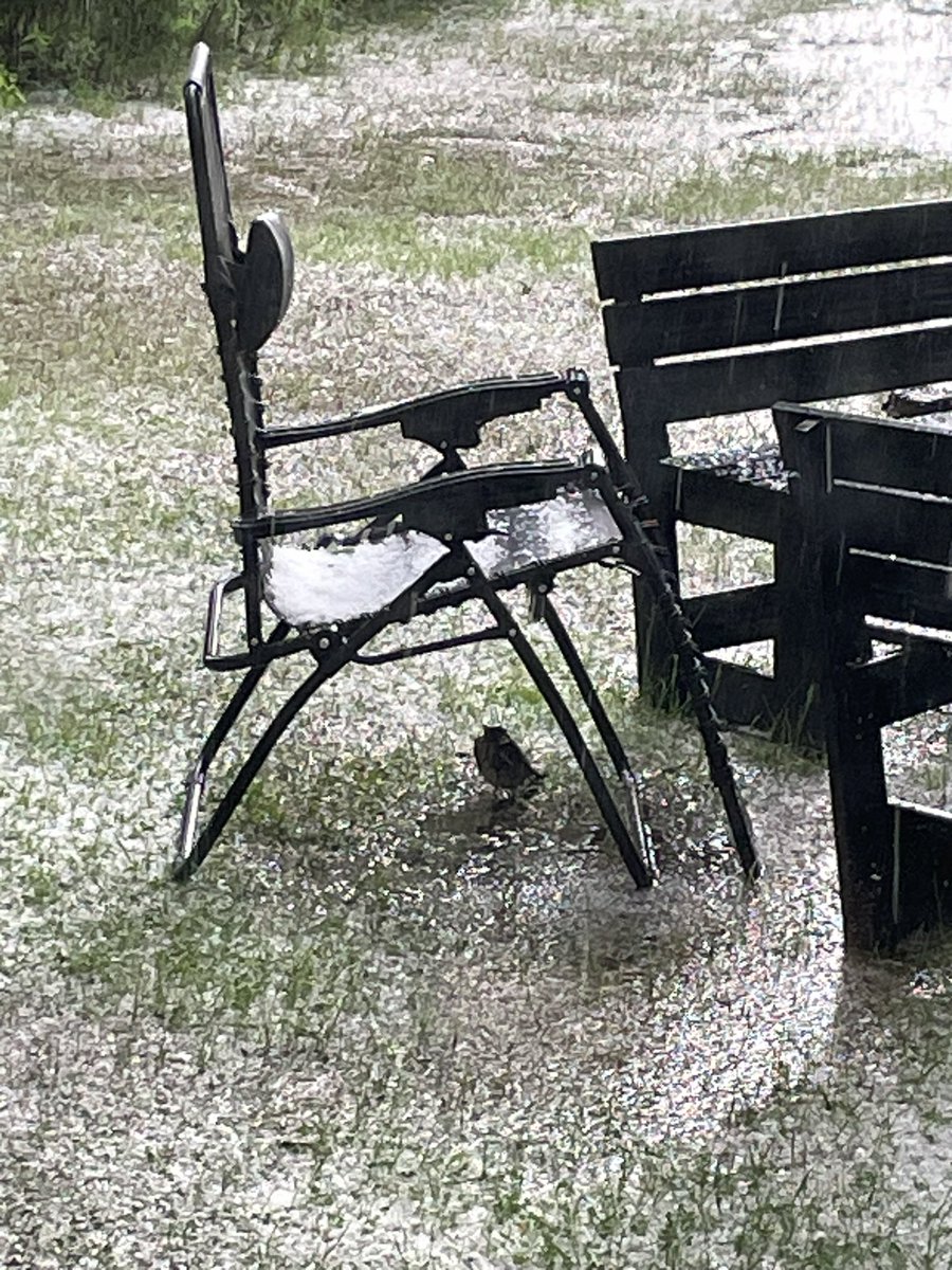 Pippin tar skydd från hagelkulorna.
