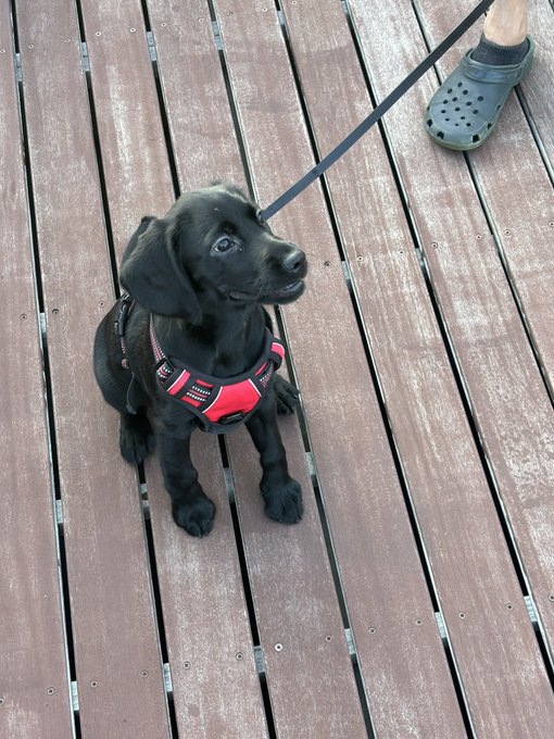 初めてのハーネス。 