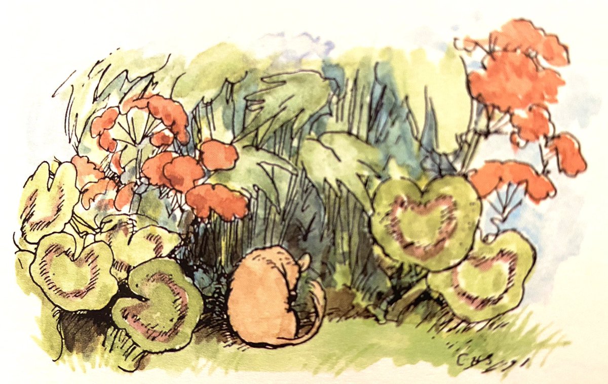 The Dormouse lay happy, his eyes were so tight
He could see no chrysanthemums, yellow or white.
And all that he felt at the back of his head
Were delphiniums (blue) and geraniums (red).
~A.A.Milne 
#tuesdaymood #flowers