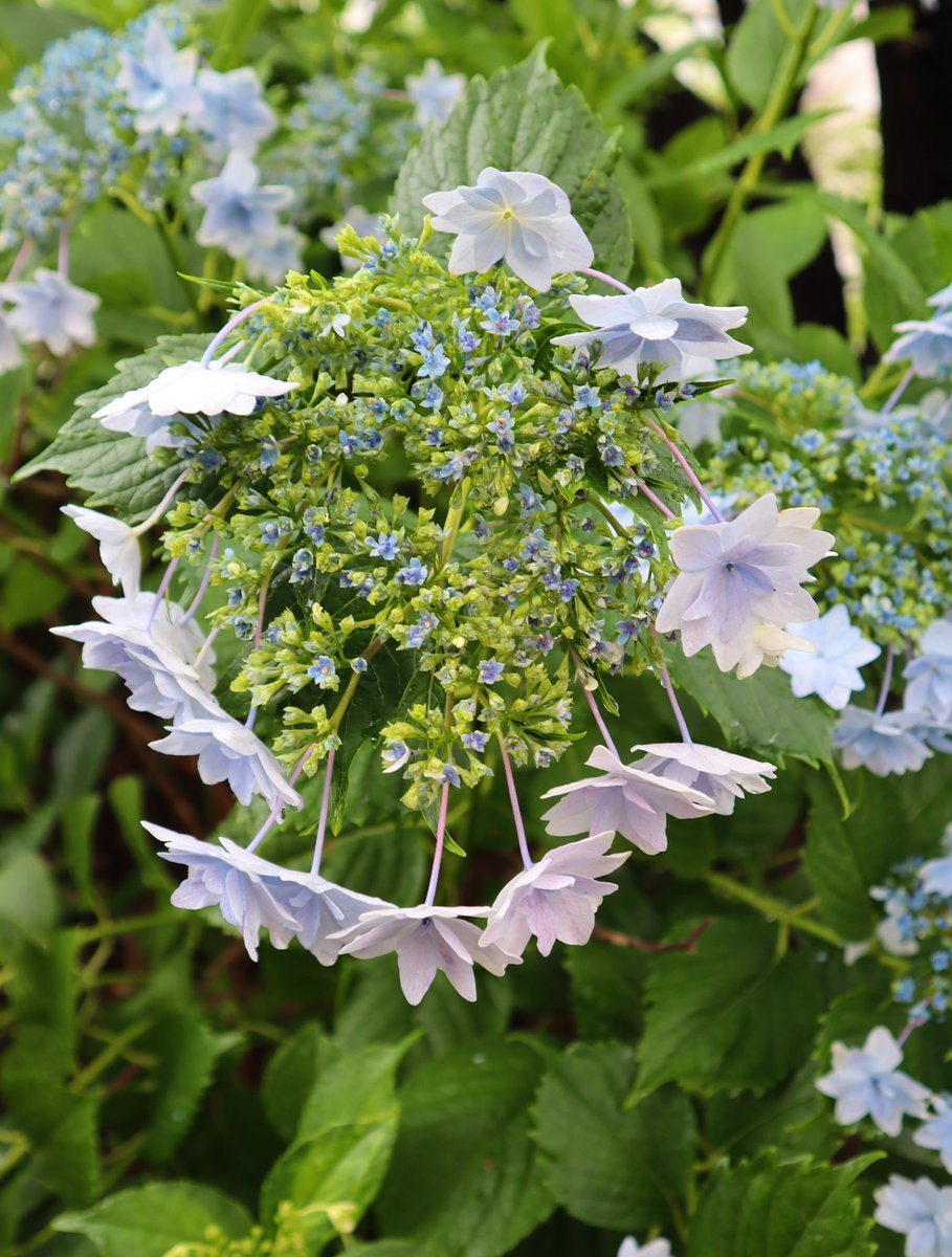 murasaki_hana_'s tweet photo. .
#LacecapHydrangea #額紫陽花 https://t.co/m3PJpOaAiK