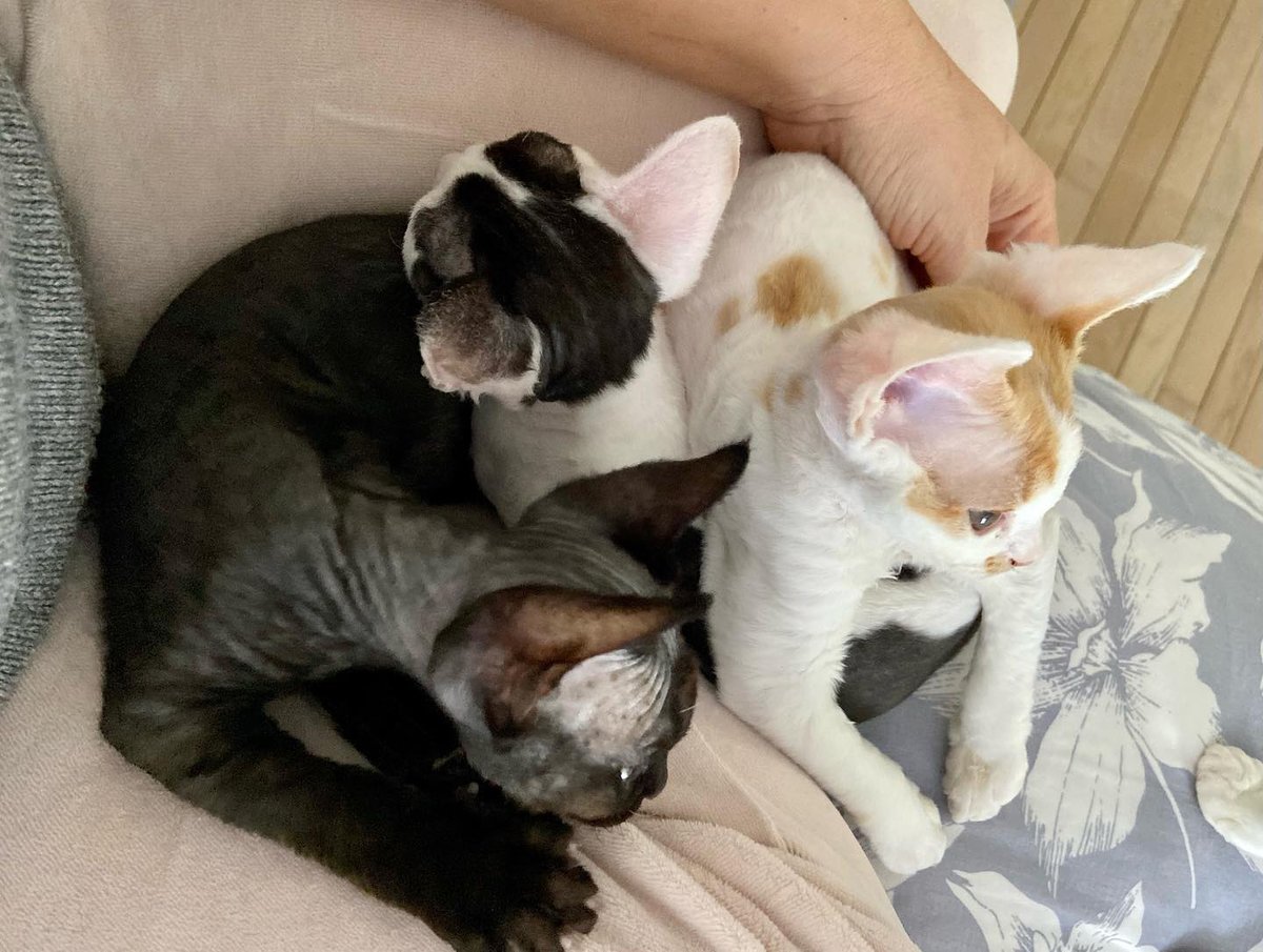 lewisdevonrex's tweet image. Devon Rex is human loving and comes with some dog like qualities. If you are looking for #DevonRexcat breed for sale, you should be ready. 

lewisdevonrex.com

#DevonRexKittens #kittenforsale #Catbreedforsale