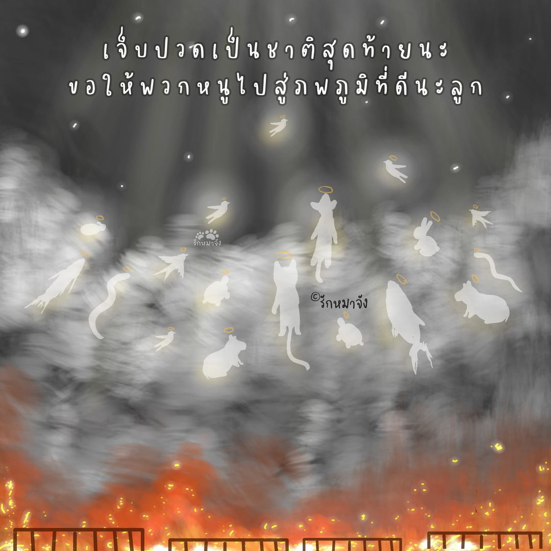 รักหมาจัง🐾 tweet media