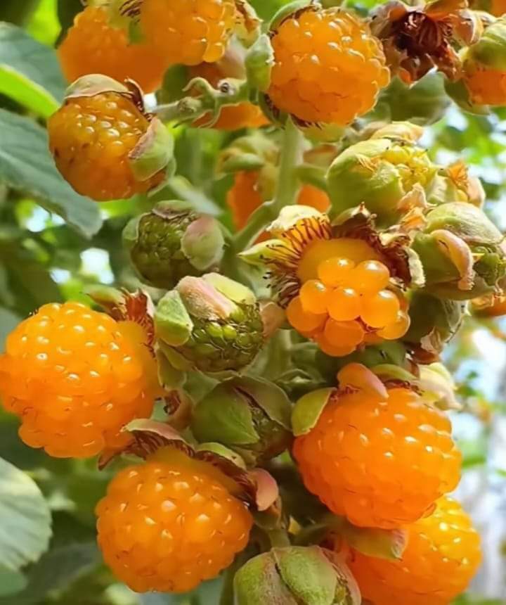 پانی آیا نا منہ میں😎
آپ کی زبان میں اسے کیا کہتے ہیں ؟
ہم تو "آخرے" کہتے ہیں۔

#٥٠_الف_عيديه_مرزوقه_والمشاهير2