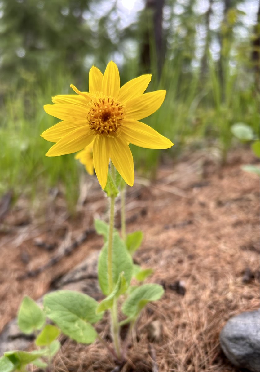 thequaintcabin's tweet photo. Wishing all sunshine today! ☀️🌲 https://t.co/JwPwk5bKKL
