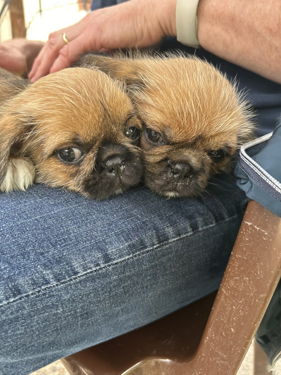 JuaLaura's tweet photo. Rio et Ruby - 2 mois 🫶🏻💕 https://t.co/heM9Z4nIX2