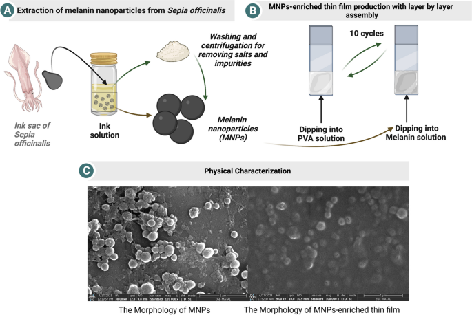 EmergentMateria's tweet photo. "Layer-by-layer assembled melanin nanoparticles thin films for photodynamic activity-based disinfection by ultraviolet A irradiation"
Access here: https://t.co/HPLtaJsE6X

By group of researchers from @izmkatipcelebi, @AboAkademi, @Stanford, @Bahcesehir, and @izmirdemokrasi1 https://t.co/jF0foxOzgY