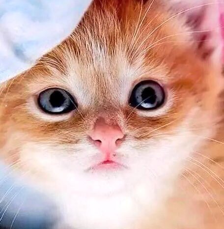 maomao7078's tweet image. 💕💙🥹🐯👼🏻🐶🥹💙💕
みんなと繋がっていたいから、このアカウントに戻ります。
本当にごめんなさい🙏🙇🙏
I'm going back to my original account because I wanted to stay connected with everyone. Sorry🙏🙇🙏
みんなの事が大好き😘❤
I love you all so much 😘