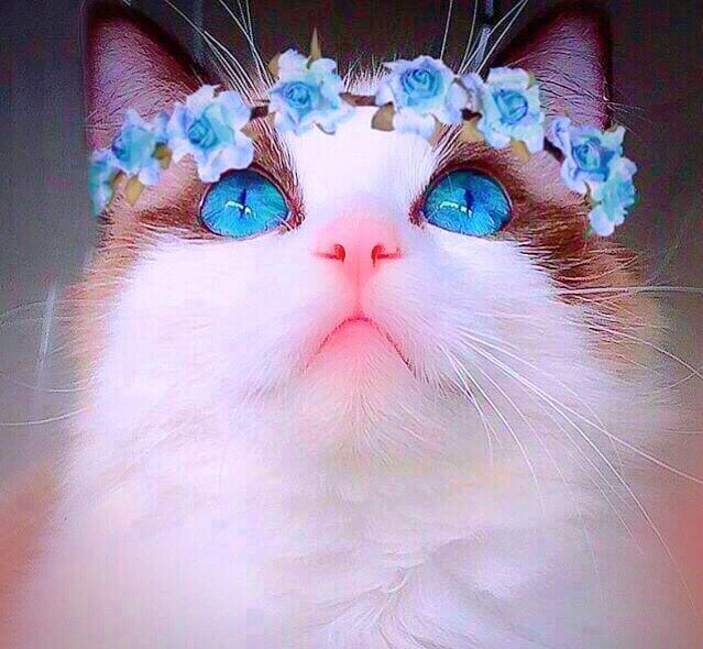 maomao7078's tweet image. 💕💙🥹🐯👼🏻🐶🥹💙💕
みんなと繋がっていたいから、このアカウントに戻ります。
本当にごめんなさい🙏🙇🙏
I'm going back to my original account because I wanted to stay connected with everyone. Sorry🙏🙇🙏
みんなの事が大好き😘❤
I love you all so much 😘