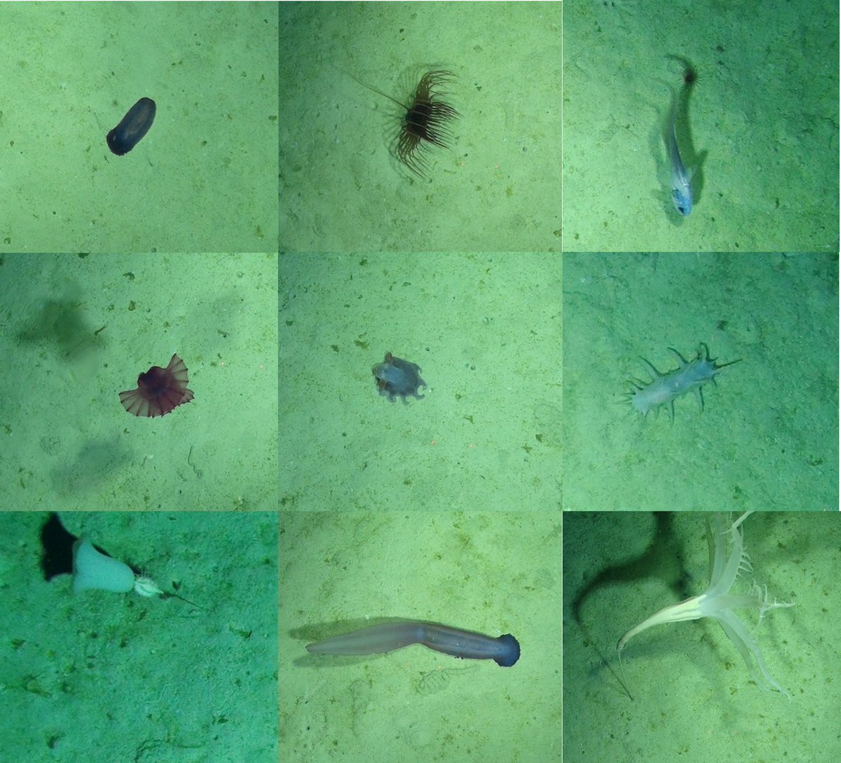 PAP Observatory tweet media