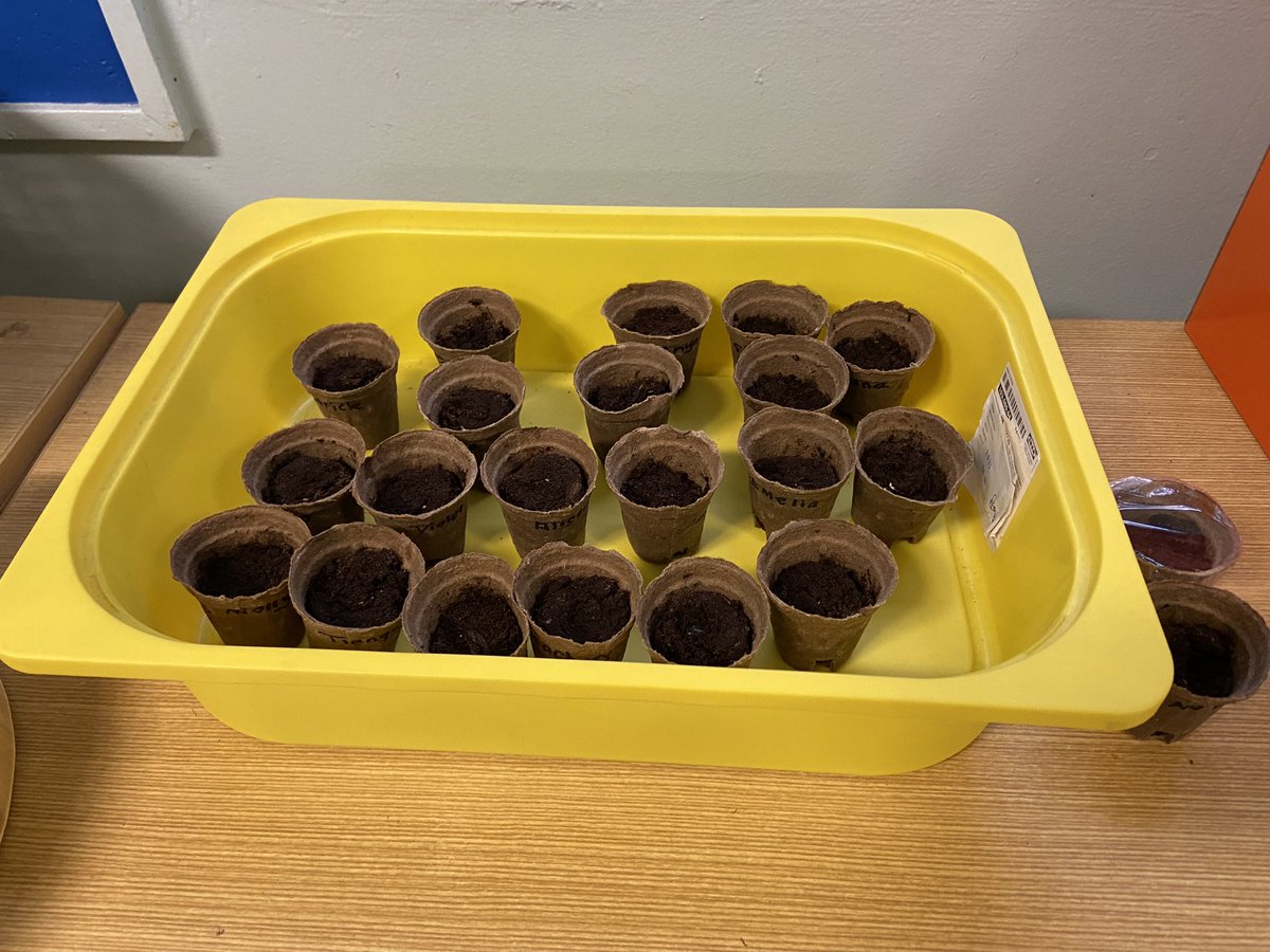 Today in #KHKPS students planted different coloured Dwarf Beans as part of the ES1 Living Things Unit for Science. Over the next few weeks we will watch our seeds grow in miniature cardboard pots at the window and keep individual diaries to record what we see.

#KPS