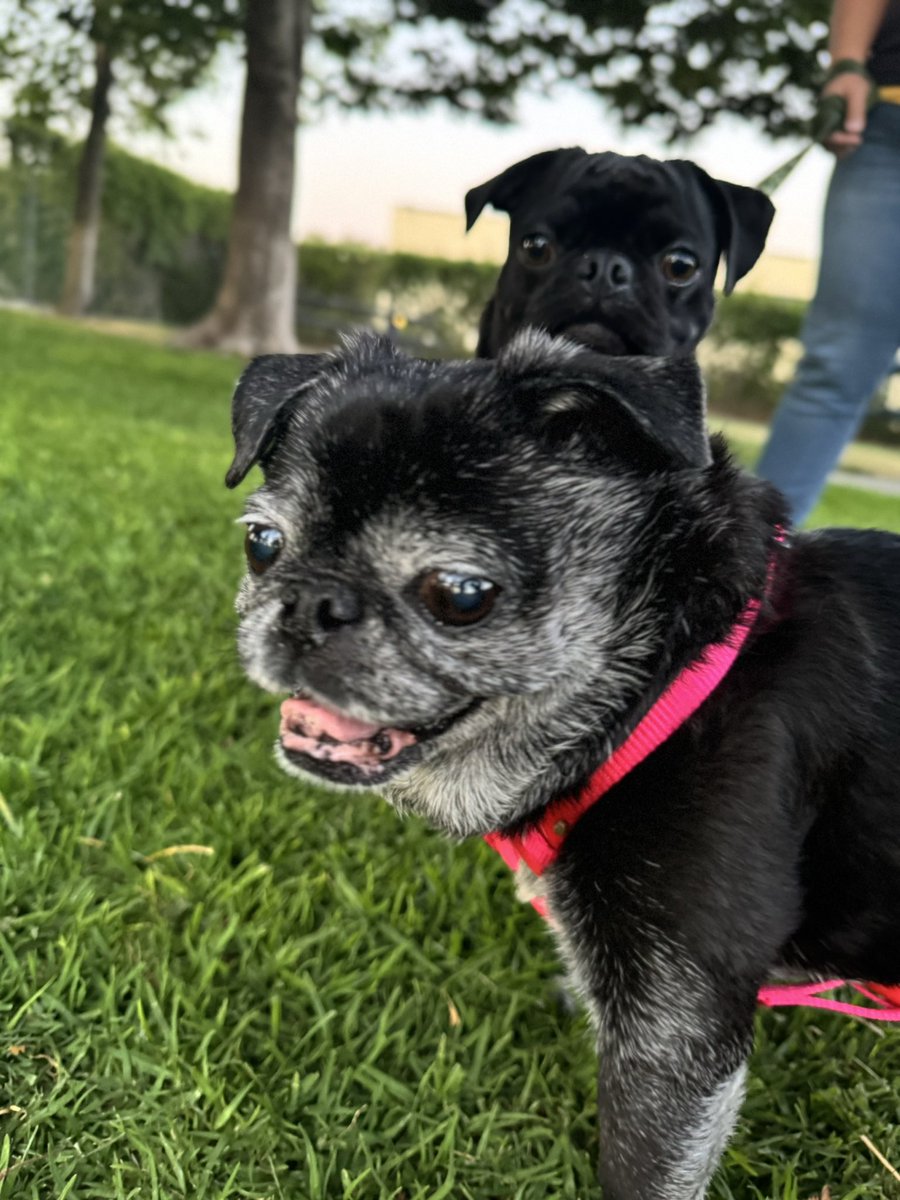 CocothePug2 tweet media