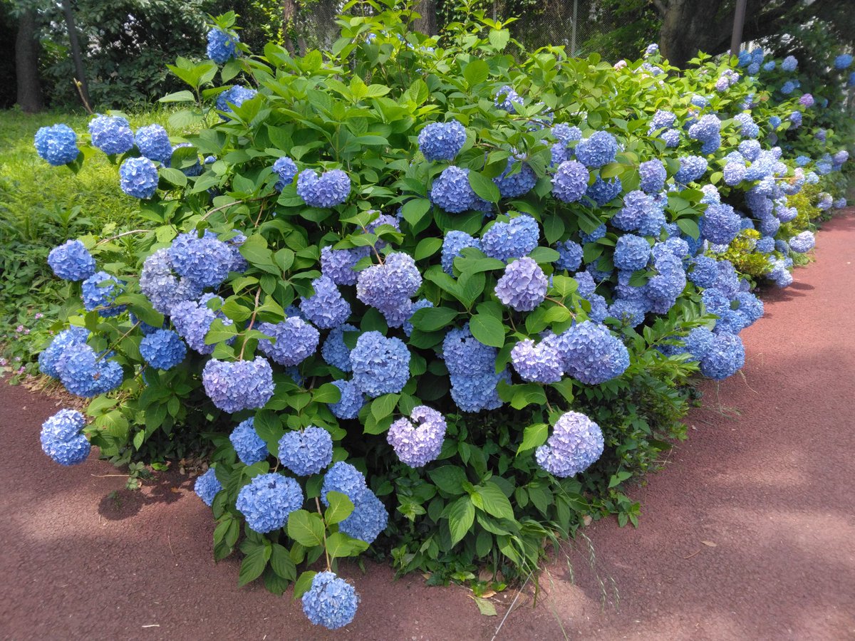 きくりん tweet media