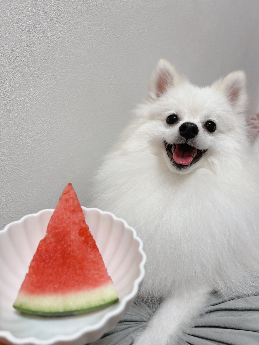 398Oyen's tweet photo. 暑いからスイカ食べよねーって言ったら見たことないくらい笑顔なった🍉

#ポメラニアン https://t.co/a3EasSAnZL