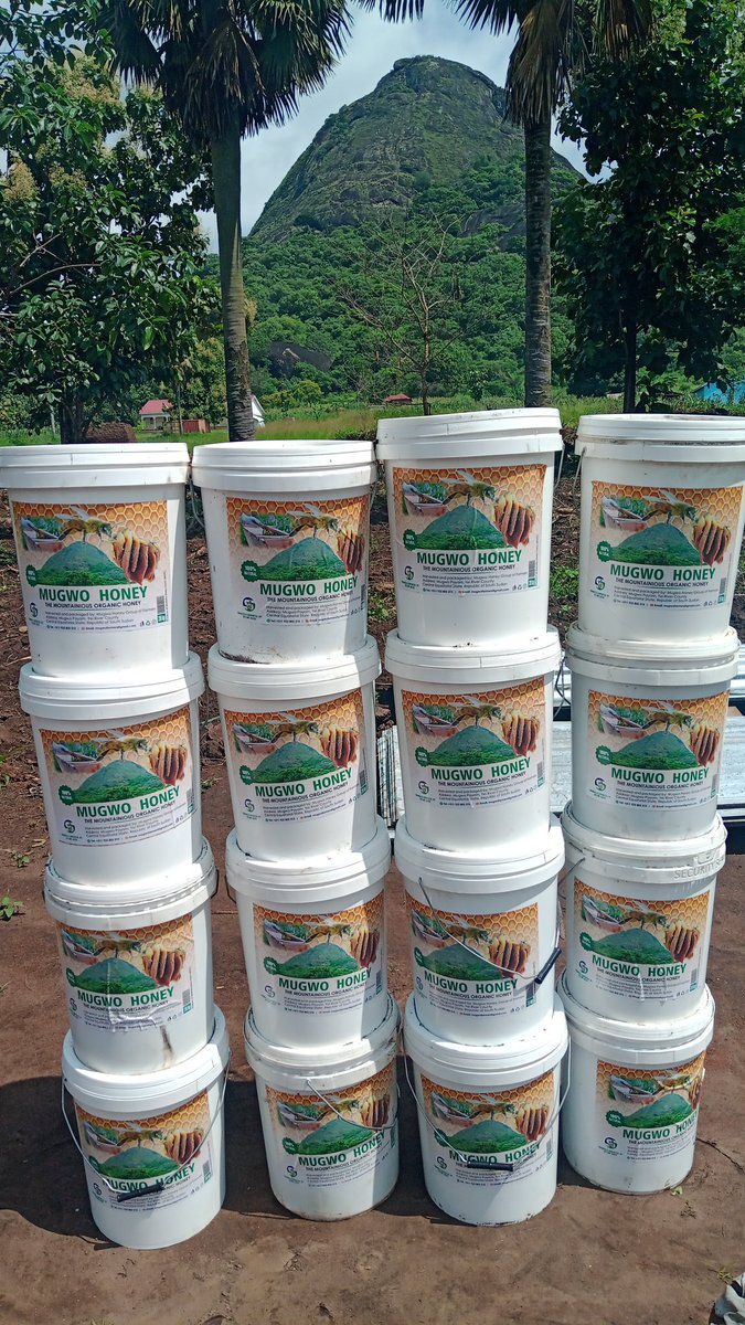 SetlinkFinance's tweet image. Our Beekeepers farmers in MUGWO PAYAM of YEI River County, Central Equatoria State, from the Republic of South Sudan presents their freshly harvested Organic HONEY 🍯 ready for market. 

Parked in a barket of 28kg at $80 or equals to in SSP.