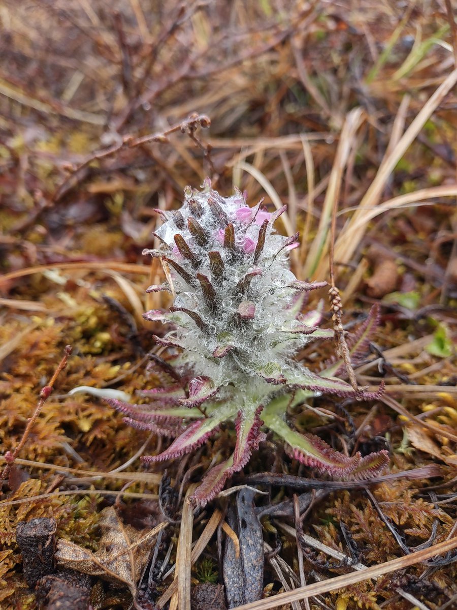 Dr. Amanda Young (@arctic_ubetula) on Twitter photo Slowly but surely the tundra around <a href="/Toolik/">Toolik Field Station</a> Field Station is coming alive. Since Friday lots of snow has melted and the flowers have begun to pop. Slowly but surely the tundra around <a href="/Toolik/">Toolik Field Station</a> Field Station is coming alive. Since Friday lots of snow has melted and the flowers have begun to pop.