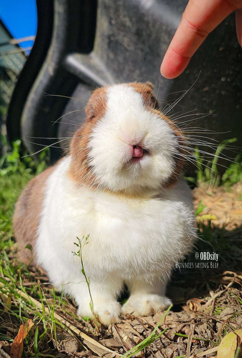 obdsity's tweet photo. Welcome to another episode of #Bunatomy! In today's episode:
That's a tongue:

#TongueOutTuesday #EarTheftTuesday #StopTheEarThief #EarThief https://t.co/E0nb928H98