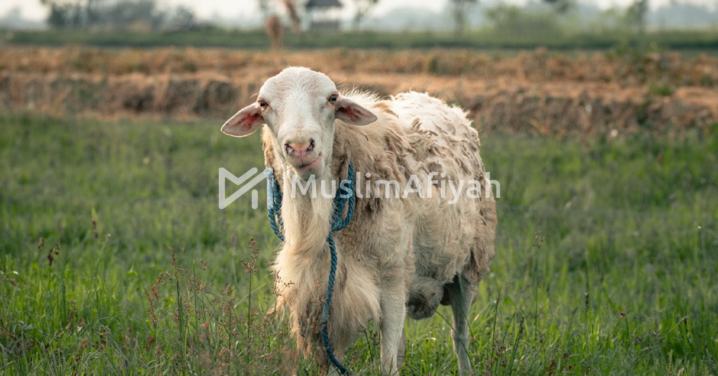 Berusaha Menabung Untuk Berkurban dlvr.it/T86LRn