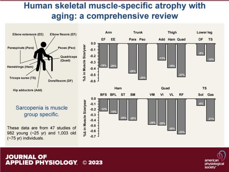 Decline in muscle size (%/yr) over ∼50 yr of aging👇 

▶️psoas -0.58%
▶️quadriceps −0.53%
▶️paraspinals -0.47%
▶️elbow extensors −0.39%
▶️hamstrings −0.39%
▶️elbow flexors −0.38%
▶️triceps surae −0.28%
▶️hip adductors −0.27%
▶️dorsiflexors −0.19%

journals.physiology.org/doi/full/10.11…