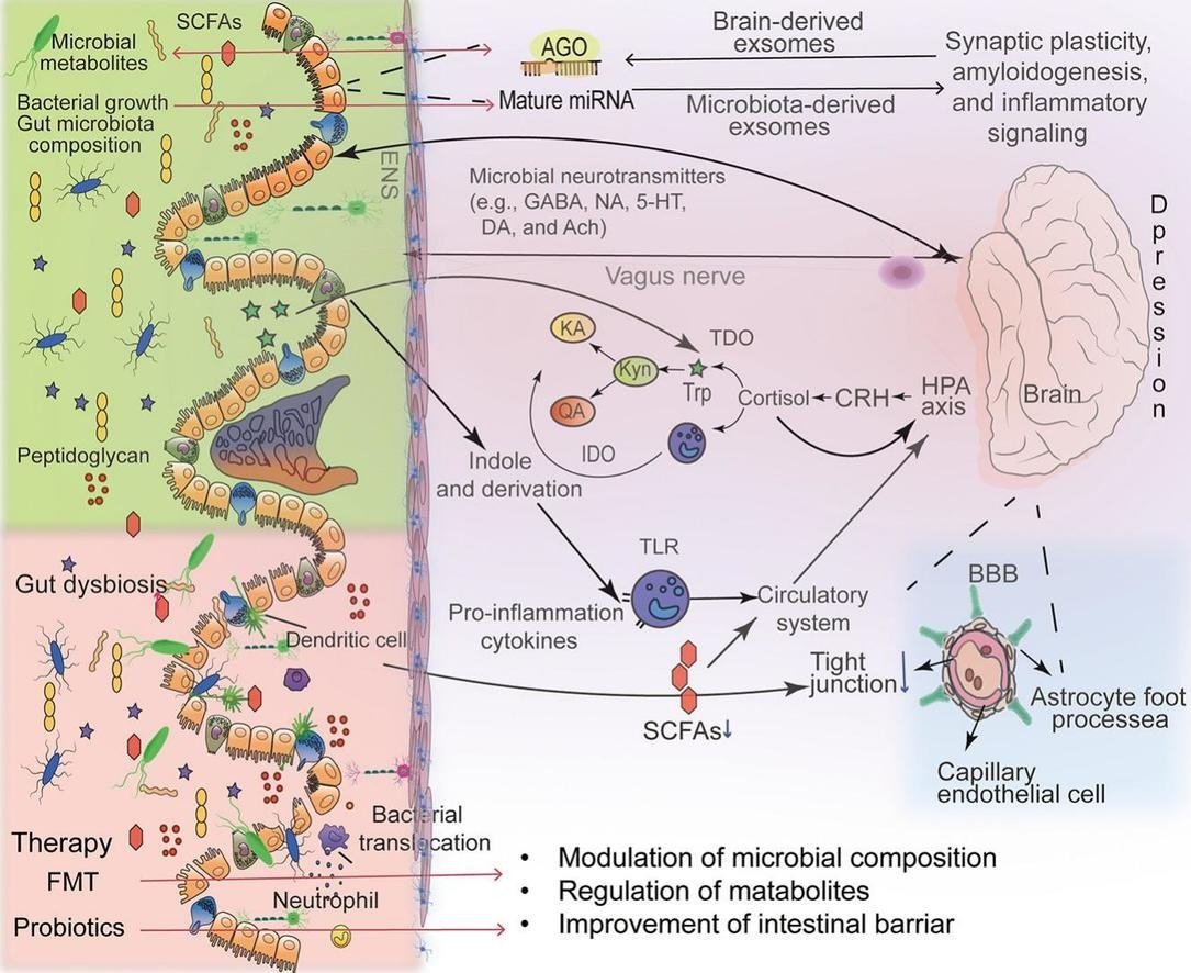Impacts of #microbiota and its metabolites through #gut-#brain axis on pathophysiology of major #depressive disorder
sciencedirect.com/science/articl…