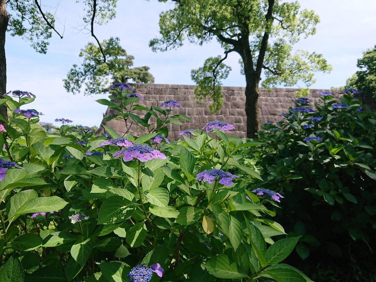 mysterysnack1's tweet photo. 2nd week of June #EastGardenOfTheImperialPalace #Honmaru
額紫陽花 "H.Macrophylla"(Lacecap)
The part that looks like petals is a modified calyx that resembles picture frames, hence the name 額紫陽花.
The real flowers look like small buds.
#RemainsOfTheMainTower #EdoCastle https://t.co/sakAIc8qnR