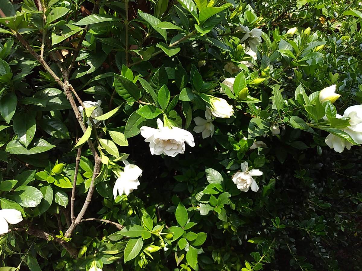 Amarchykun's tweet photo. 八重咲きクチナシ。
Double-flowered common gardenia (Gardenia jasminoides).
#八重咲きクチナシ #八重咲き #クチナシ #くちなし #梔子 #花 #木 #ガーデニング
#doublefloweredcommongardenia #doubleflowered #commongardenia #gardenia #Gardeniajasminoides #flower #tree #gardening https://t.co/25dvkWqJWV