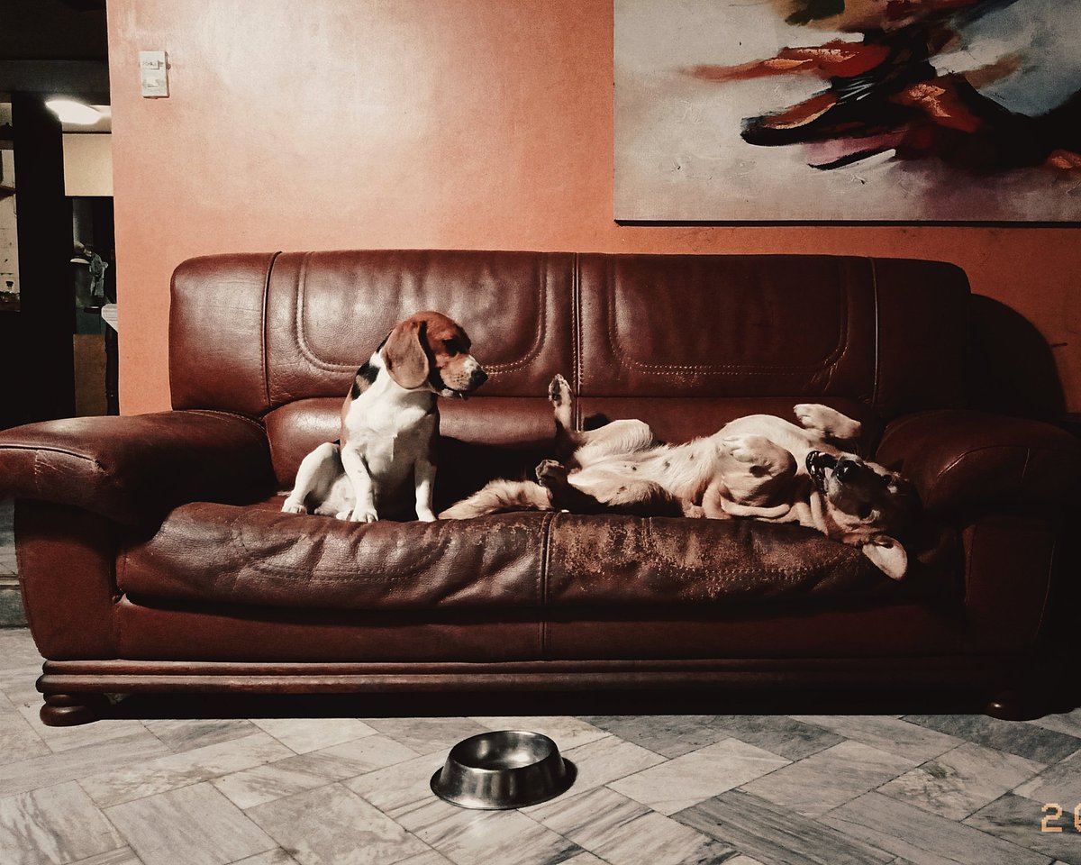 donlaczi's tweet photo. Nonoy & Maya... The unstoppable duo.
#dogs #beagle #goldenLab https://t.co/cBUdGQaiLn