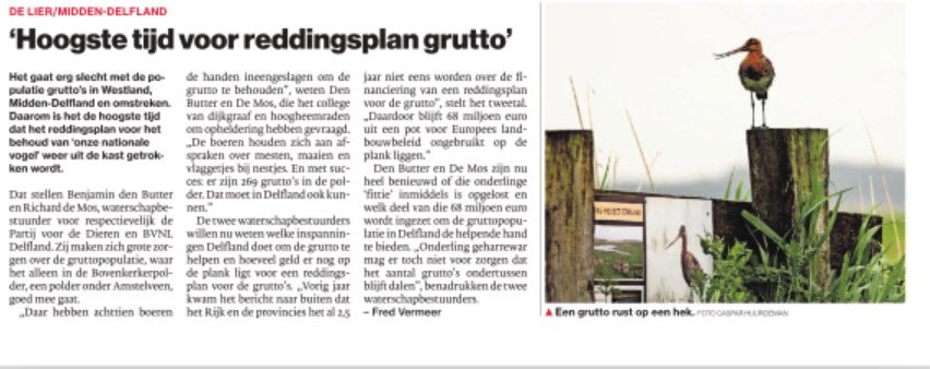 Richard de Mos 💚💛 (@richarddemos) on Twitter photo Samen met de <a href="/PvdDDelfland/">PvdDDelfland</a>, strijd ik namens <a href="/BVNLNederland/">BVNL | Belang van Nederland</a> in het <a href="/hhdelfland/">HH Delfland</a> voor het behoud van onze nationale vogel, de #grutto. Lees het in het AD 👇 Samen met de <a href="/PvdDDelfland/">PvdDDelfland</a>, strijd ik namens <a href="/BVNLNederland/">BVNL | Belang van Nederland</a> in het <a href="/hhdelfland/">HH Delfland</a> voor het behoud van onze nationale vogel, de #grutto. Lees het in het AD 👇