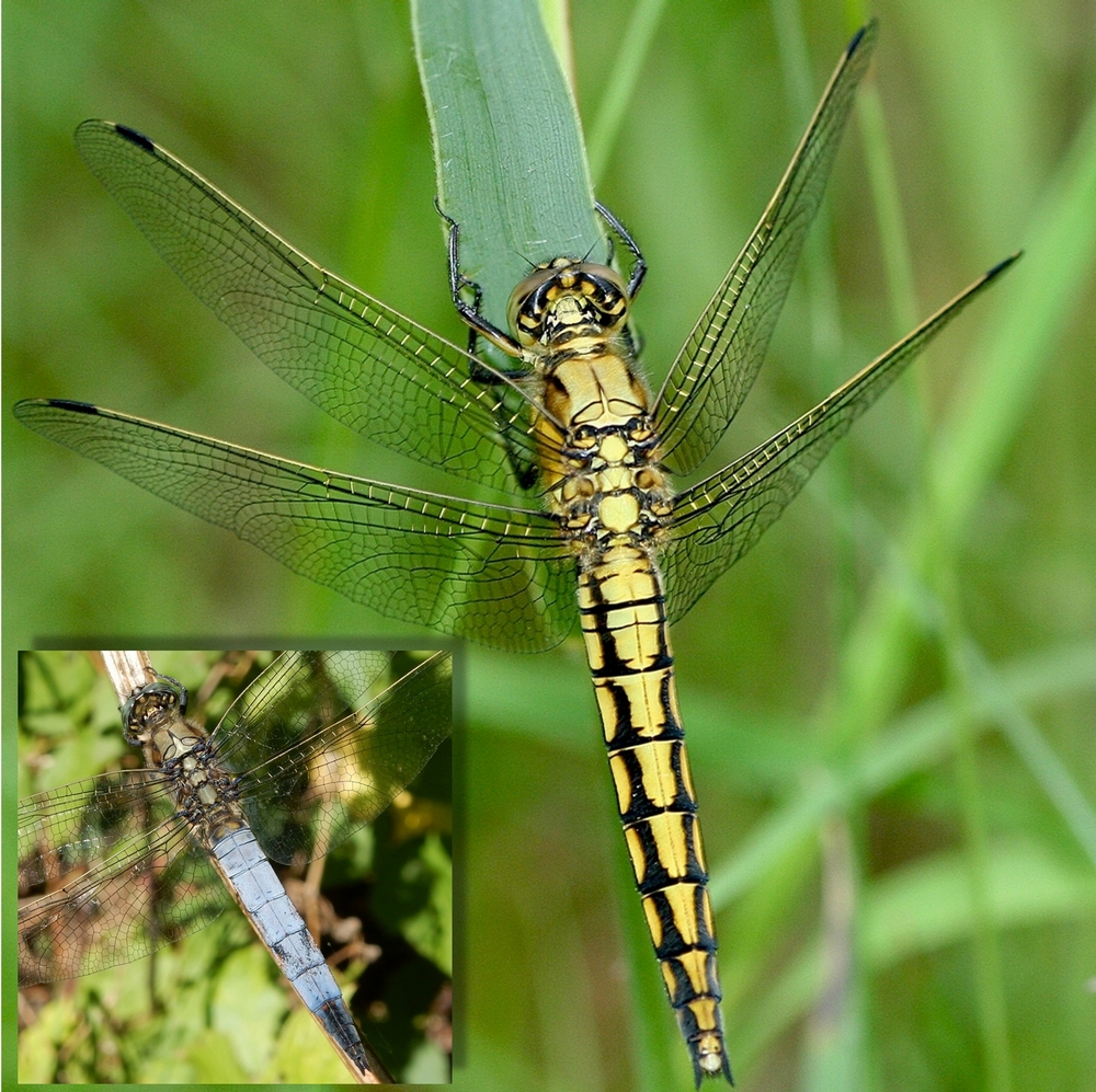 vlinderNL's tweet image. Komend weekend is het de Landelijke #libellentuintelling! Doe je ook mee? Ook als je geen tuinvijver hebt kun je #libellen zien, als je een beschutte zonnige tuin hebt met veel voer voor ze, zoals vlinders 😊. vlinderstichting.nl/libellentelling