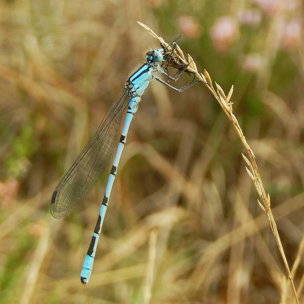 Komend weekend is het de Landelijke #libellentuintelling! Doe je ook mee? Ook als je geen tuinvijver hebt kun je #libellen zien, als je een beschutte zonnige tuin hebt met veel voer voor ze, zoals vlinders 😊. vlinderstichting.nl/libellentelling